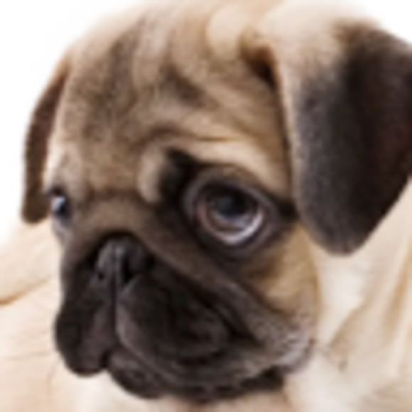 Meet your Posher, Fit and fun - Picture 1 of 1